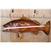 Image 2 : Big Reproduction CUBERA SNAPPER Fish Mount