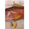 Image 4 : Big Reproduction CUBERA SNAPPER Fish Mount