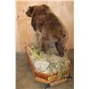 Image 10 : Life-sized BROWN BEAR or GRIZZLY BEAR on a Decorative Wood Base