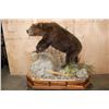 Image 2 : Life-sized BROWN BEAR or GRIZZLY BEAR on a Decorative Wood Base