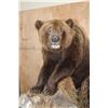 Image 3 : Life-sized BROWN BEAR or GRIZZLY BEAR on a Decorative Wood Base