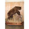 Image 6 : Life-sized BROWN BEAR or GRIZZLY BEAR on a Decorative Wood Base