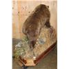Image 9 : Life-sized BROWN BEAR or GRIZZLY BEAR on a Decorative Wood Base