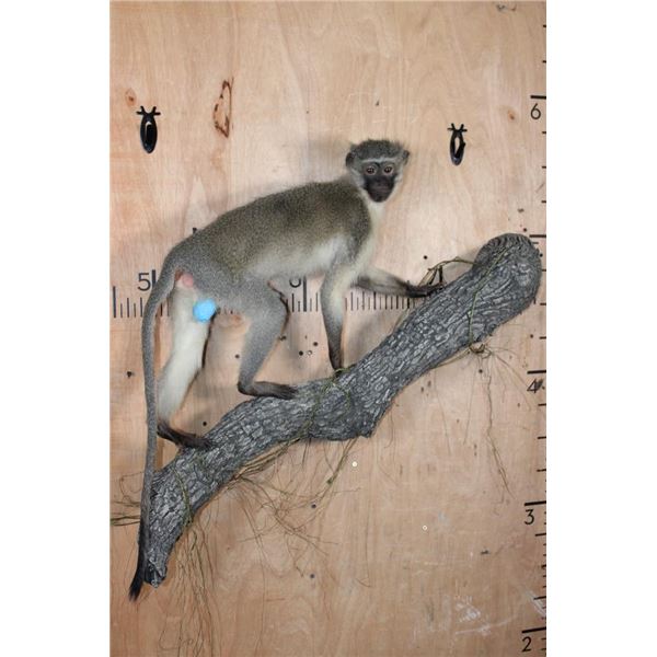 Life-sized VERVET MONKEY on a Lightweight Log Wall Base