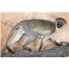 Image 3 : Life-sized VERVET MONKEY on a Lightweight Log Wall Base