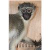 Image 4 : Life-sized VERVET MONKEY on a Lightweight Log Wall Base