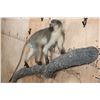 Image 5 : Life-sized VERVET MONKEY on a Lightweight Log Wall Base