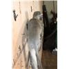 Image 7 : Life-sized VERVET MONKEY on a Lightweight Log Wall Base