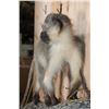 Image 8 : Life-sized VERVET MONKEY on a Lightweight Log Wall Base