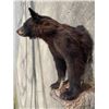 Image 1 : Half-body BLACK BEAR with Big Claws Mounted on a Rock Base