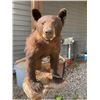Image 2 : Half-body BLACK BEAR with Big Claws Mounted on a Rock Base