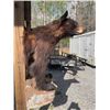 Image 3 : Half-body BLACK BEAR with Big Claws Mounted on a Rock Base
