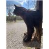 Image 4 : Half-body BLACK BEAR with Big Claws Mounted on a Rock Base