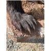 Image 6 : Half-body BLACK BEAR with Big Claws Mounted on a Rock Base