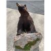 Image 7 : Half-body BLACK BEAR with Big Claws Mounted on a Rock Base