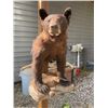 Image 8 : Half-body BLACK BEAR with Big Claws Mounted on a Rock Base
