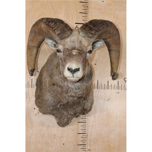 XXL ROCKY MOUNTAIN BIGHORN Sheep Shoulder Mount