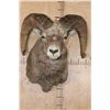 Image 1 : XXL ROCKY MOUNTAIN BIGHORN Sheep Shoulder Mount