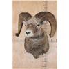 Image 2 : XXL ROCKY MOUNTAIN BIGHORN Sheep Shoulder Mount