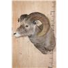 Image 3 : XXL ROCKY MOUNTAIN BIGHORN Sheep Shoulder Mount