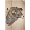 Image 4 : XXL ROCKY MOUNTAIN BIGHORN Sheep Shoulder Mount