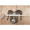 Image 5 : XXL ROCKY MOUNTAIN BIGHORN Sheep Shoulder Mount