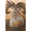 Image 6 : XXL ROCKY MOUNTAIN BIGHORN Sheep Shoulder Mount