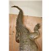 Image 10 : XL "Swimming" CROCODILE on a Decorative Base