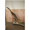 Image 3 : XL "Swimming" CROCODILE on a Decorative Base