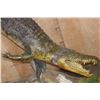 Image 5 : XL "Swimming" CROCODILE on a Decorative Base
