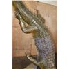 Image 6 : XL "Swimming" CROCODILE on a Decorative Base