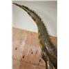 Image 7 : XL "Swimming" CROCODILE on a Decorative Base