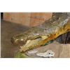 Image 8 : XL "Swimming" CROCODILE on a Decorative Base