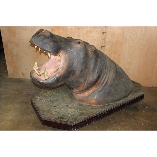 Massive *Real Skin* HIPPOPATOMUS with Reproduction Teeth on a Wood Base with Wheels