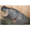 Image 3 : Massive *Real Skin* HIPPOPATOMUS with Reproduction Teeth on a Wood Base with Wheels