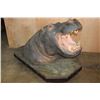 Image 5 : Massive *Real Skin* HIPPOPATOMUS with Reproduction Teeth on a Wood Base with Wheels