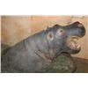 Image 7 : Massive *Real Skin* HIPPOPATOMUS with Reproduction Teeth on a Wood Base with Wheels