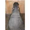 Image 9 : Massive *Real Skin* HIPPOPATOMUS with Reproduction Teeth on a Wood Base with Wheels