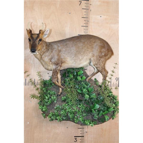 Life-sized REEVE'S MUNTJAC on a Decorative Wall Base