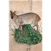 Image 1 : Life-sized REEVE'S MUNTJAC on a Decorative Wall Base