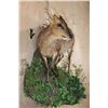 Image 2 : Life-sized REEVE'S MUNTJAC on a Decorative Wall Base