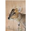 Image 4 : Life-sized REEVE'S MUNTJAC on a Decorative Wall Base