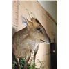 Image 5 : Life-sized REEVE'S MUNTJAC on a Decorative Wall Base