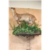 Image 6 : Life-sized REEVE'S MUNTJAC on a Decorative Wall Base