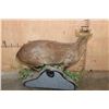 Image 7 : Life-sized REEVE'S MUNTJAC on a Decorative Wall Base