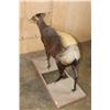 Image 10 : Life-sized YELLOW-BACKED DUIKER on a Wood Frame Base