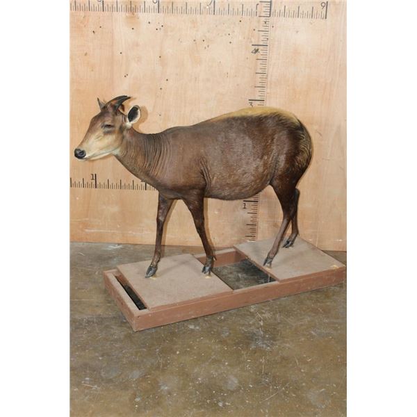 Life-sized YELLOW-BACKED DUIKER on a Wood Frame Base