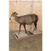 Image 1 : Life-sized YELLOW-BACKED DUIKER on a Wood Frame Base