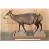 Image 2 : Life-sized YELLOW-BACKED DUIKER on a Wood Frame Base