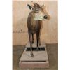Image 3 : Life-sized YELLOW-BACKED DUIKER on a Wood Frame Base